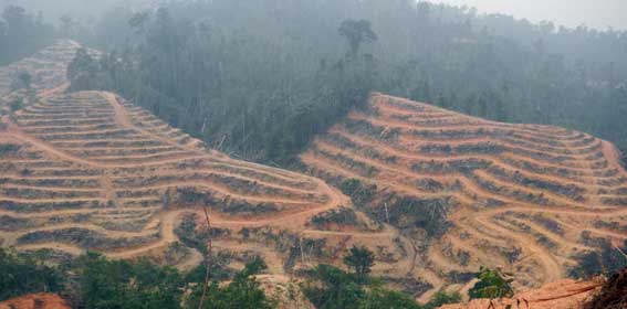 KPK: Negara Rugi 7 Trilliun Per Tahun dari Sektor Kehutanan